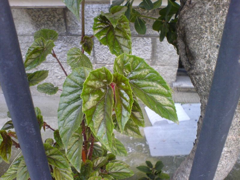 B bambou: Begonia metallica ou Begonia margaritae??? 080624064329273942211454