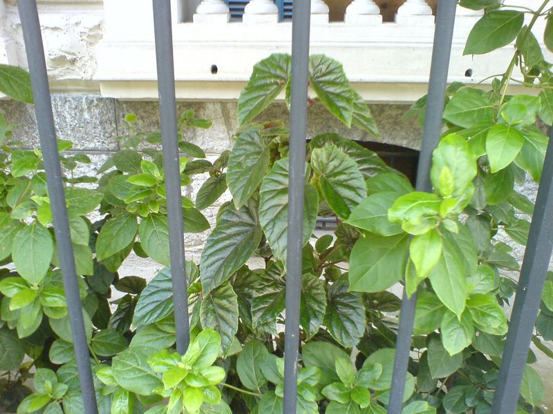 B bambou: Begonia metallica ou Begonia margaritae??? 080624064425273942211457