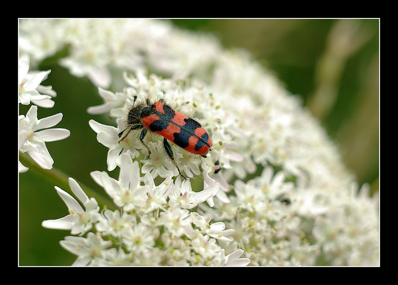 Thème: insectes et araignées - Page 29 080624081609308702211687