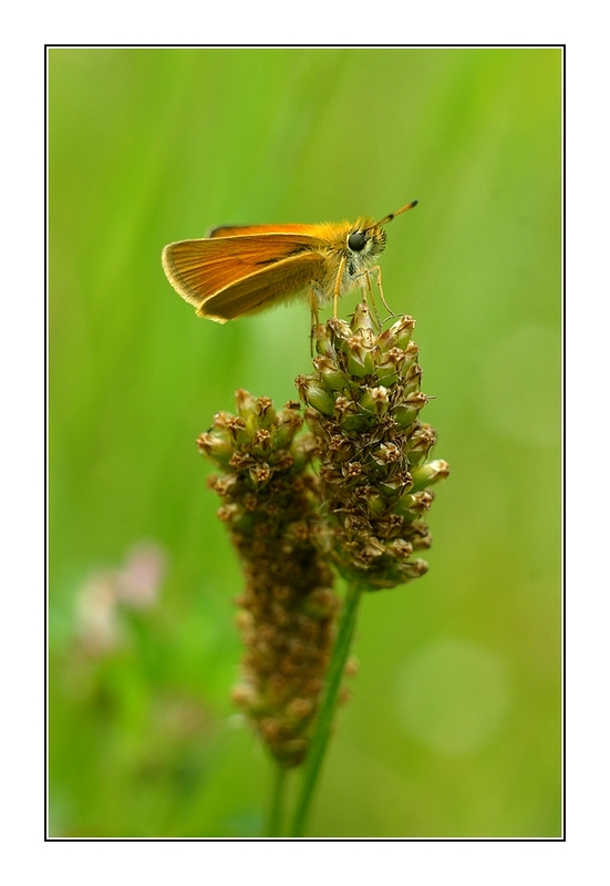 Thème: insectes et araignées - Page 29 080624081609308702211688