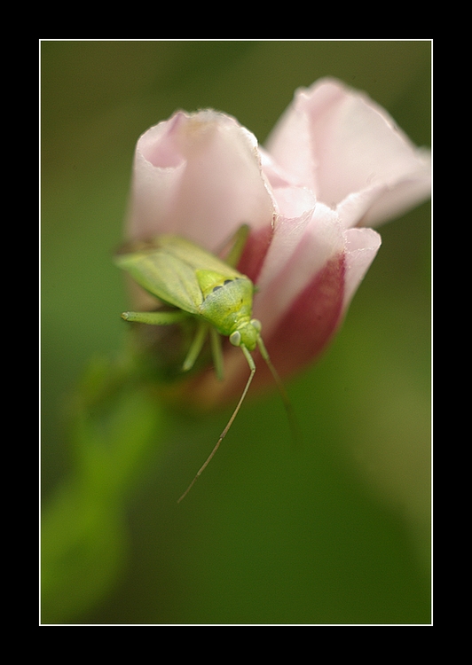 Thème: insectes et araignées - Page 29 080624094818308702211955