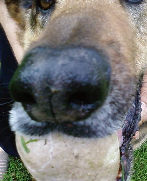 trutruffe