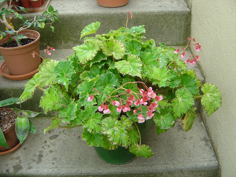 Begonia bowerae var nigramarga (surement) 080716053226273942279528