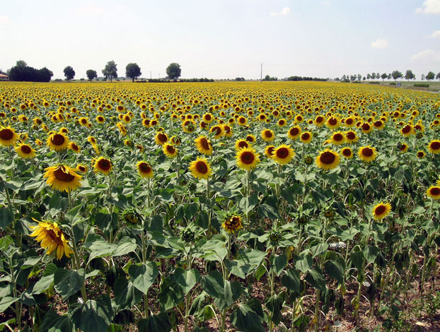 Tournesols ...  pour Nandy 080717120307208772281565