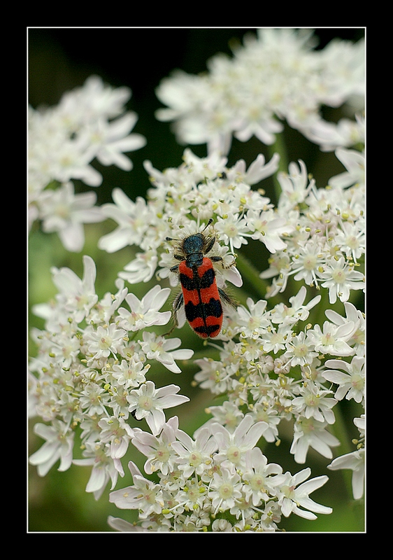 Thème: insectes et araignées - Page 34 080720072853308702292962