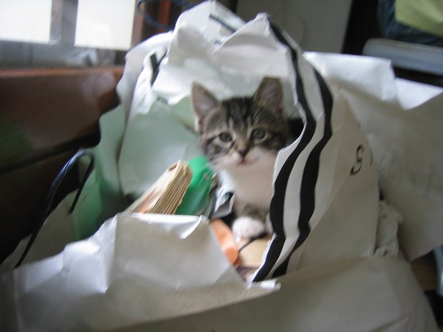 mini-IMG_0022