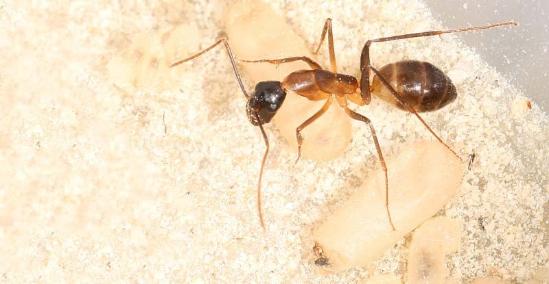 Blog Camponotus fellah (Israel) 08072610130246222315689