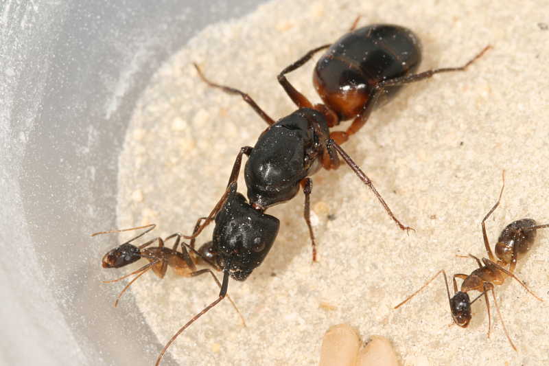 Blog Camponotus fellah (Israel) 08072610134246222315691