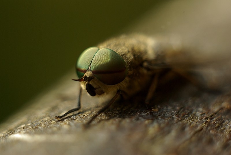 Thème: insectes et araignées - Page 35 080726123622308702313276