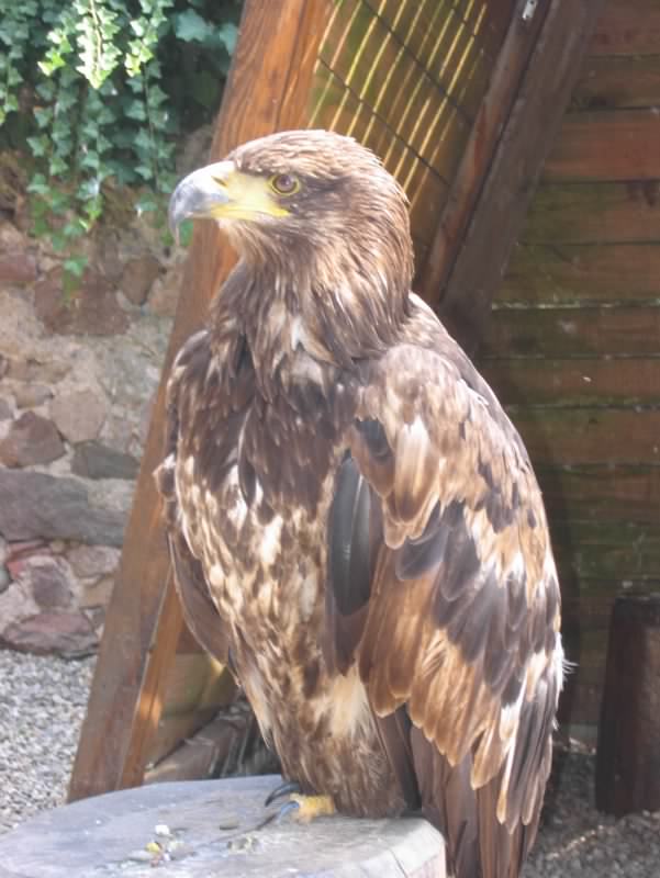 aigle 1