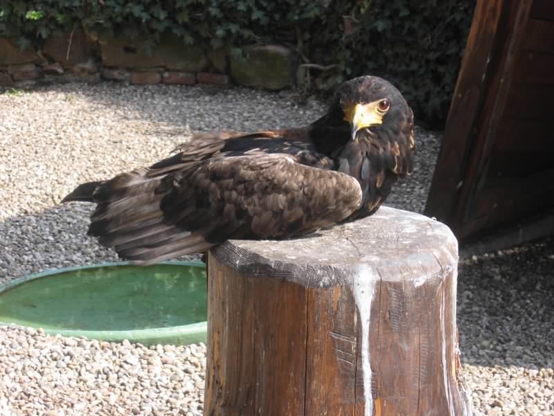 aigle 2