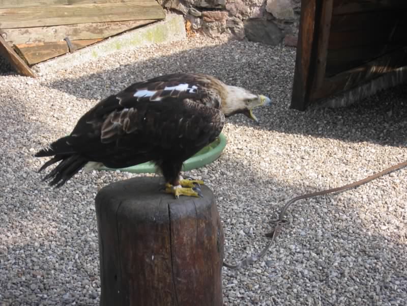 aigle 4