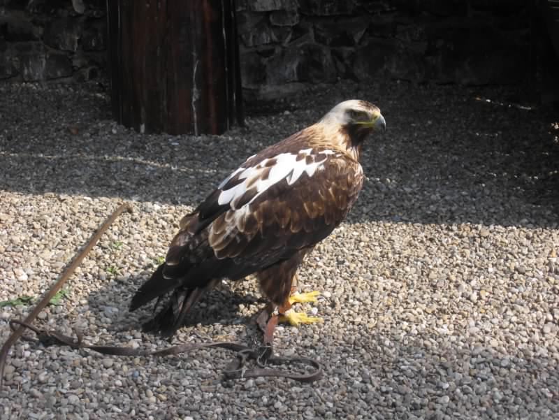aigle 5