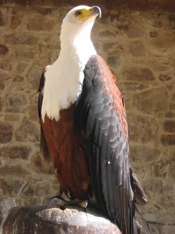 aigle 6