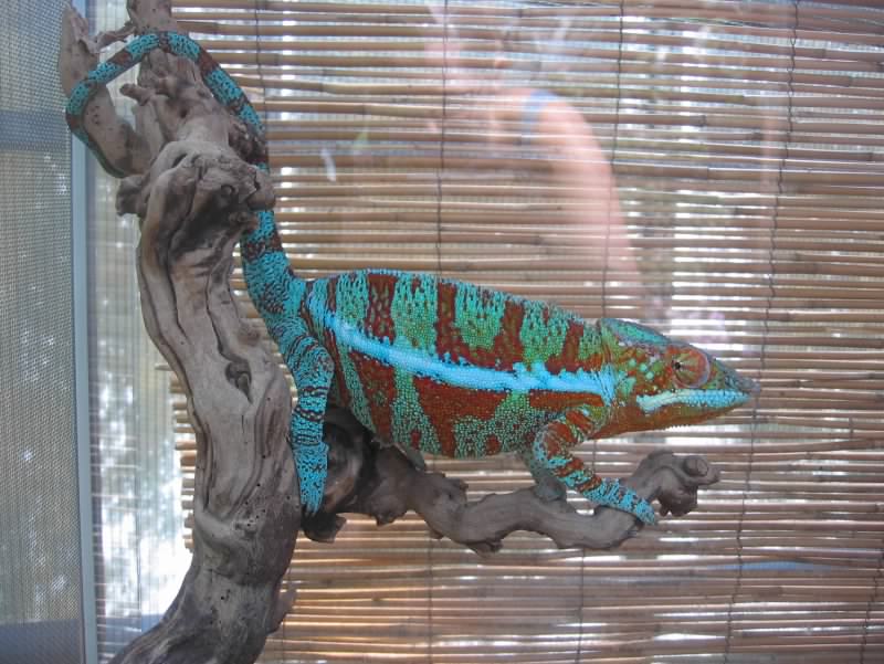 cameleon