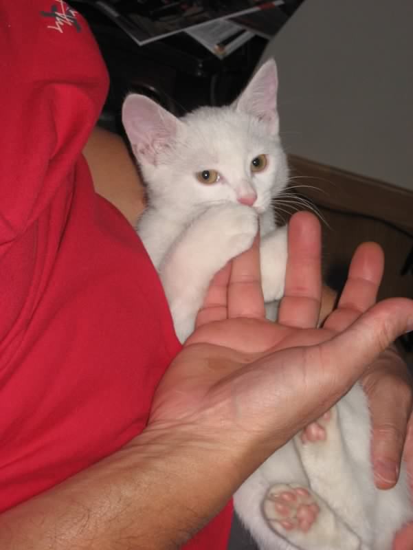 chat 1
