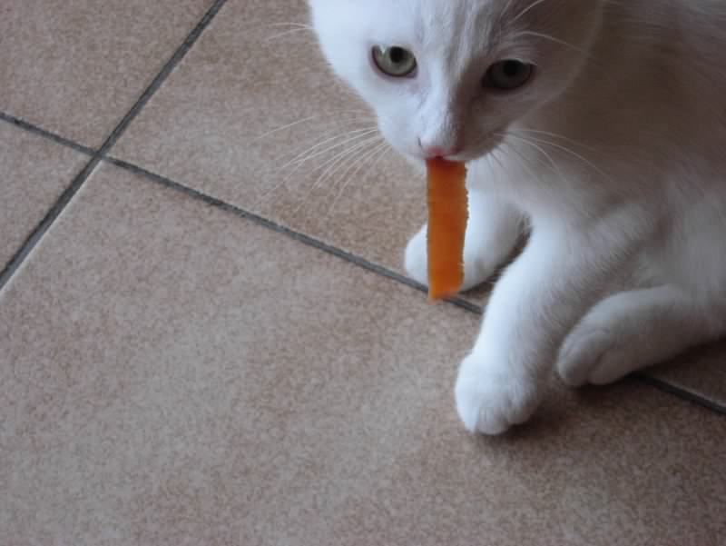 chat 2