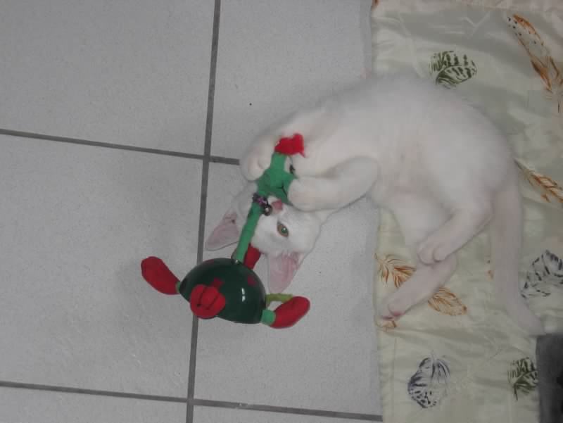 chat 3