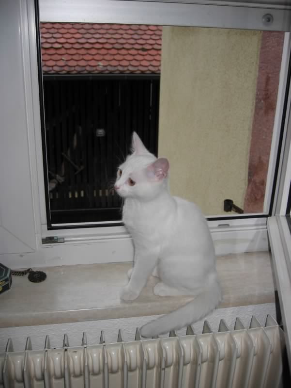 chat 4