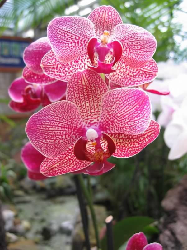 fleur 2