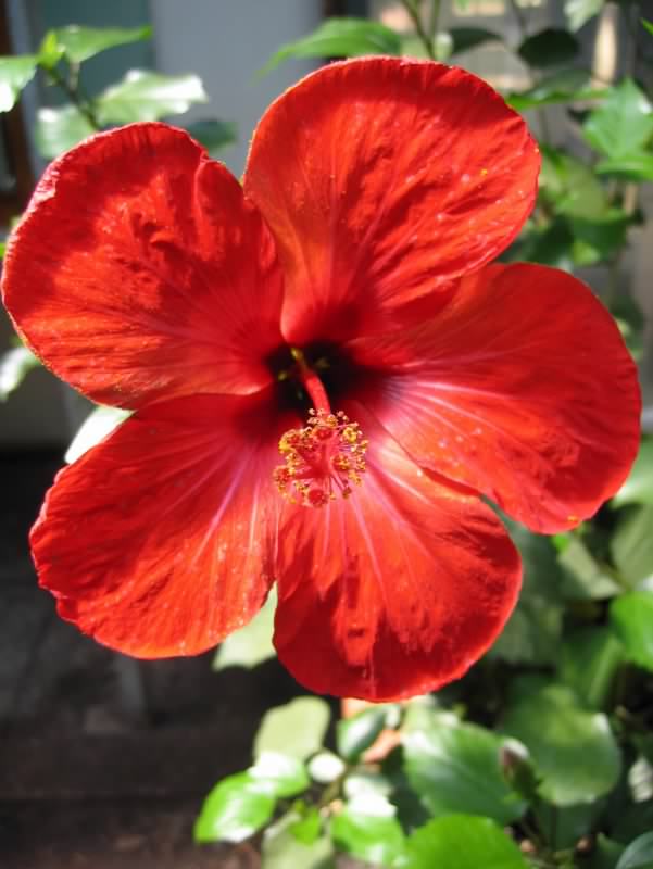 fleur 3