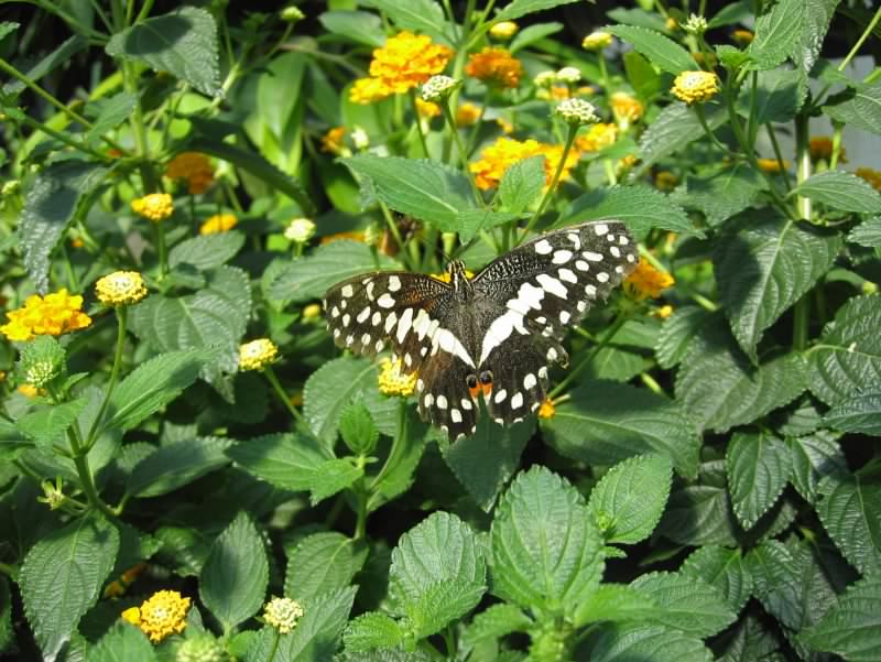 papillon 1