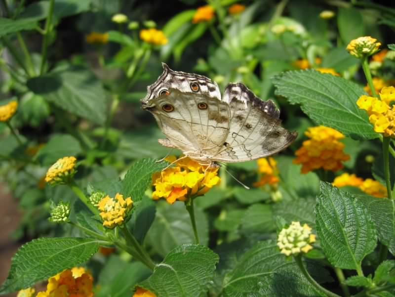 papillon 2
