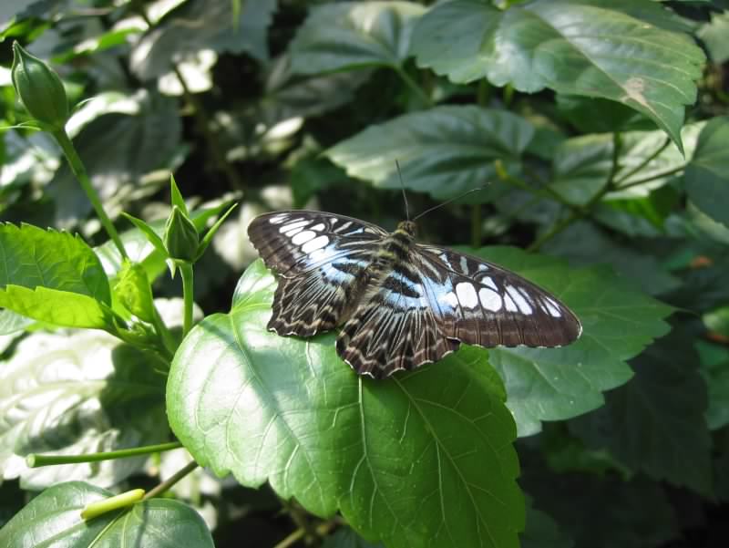 papillon 3