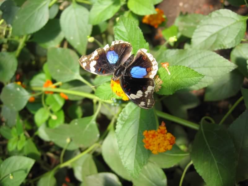 papillon 4