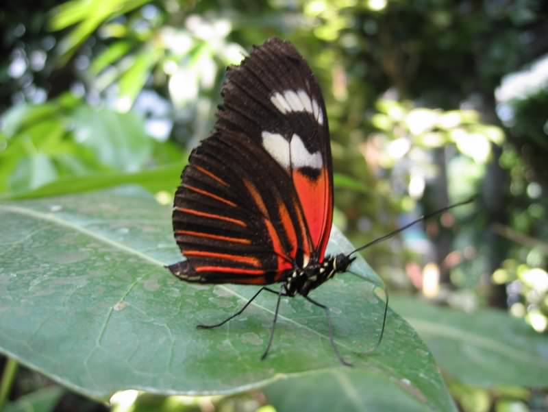 papillon 5