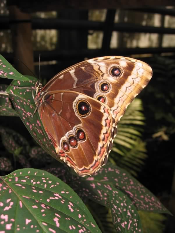 papillon 6