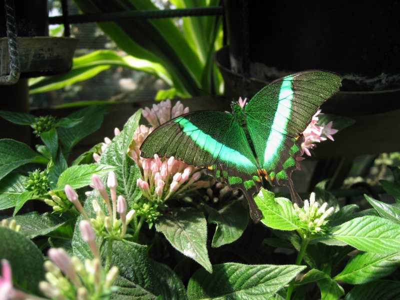 papillon 9