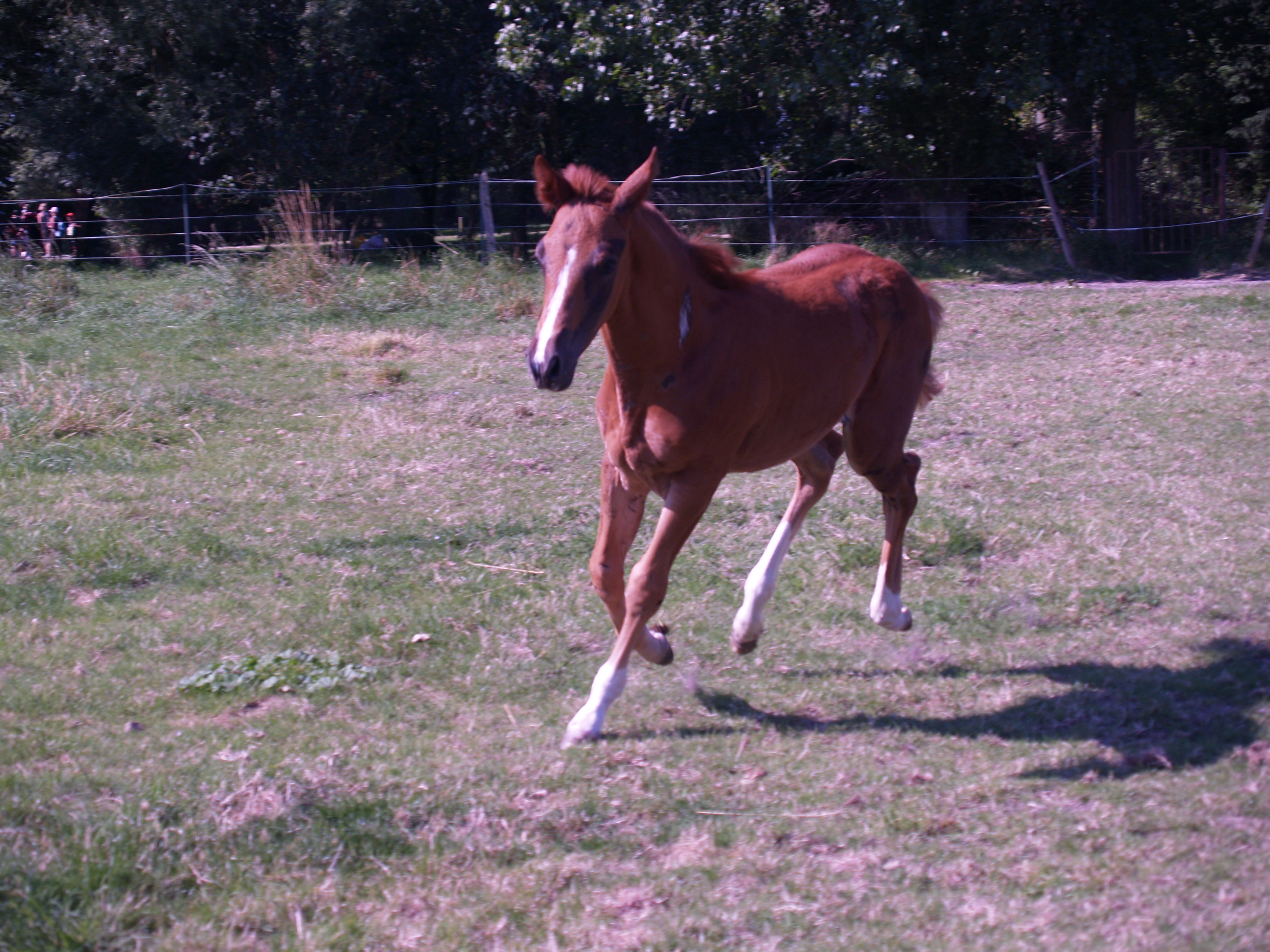 Galop ( encore )