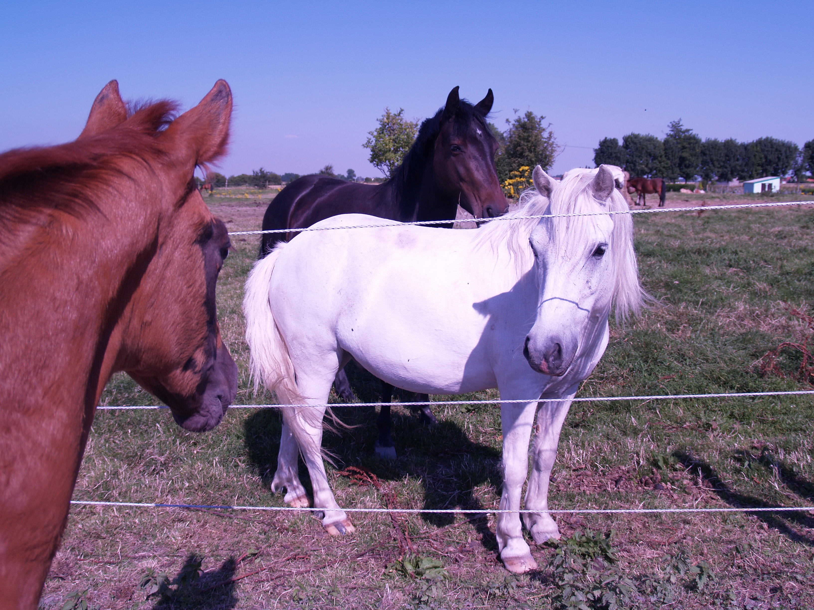 Unik & Kangoo = D