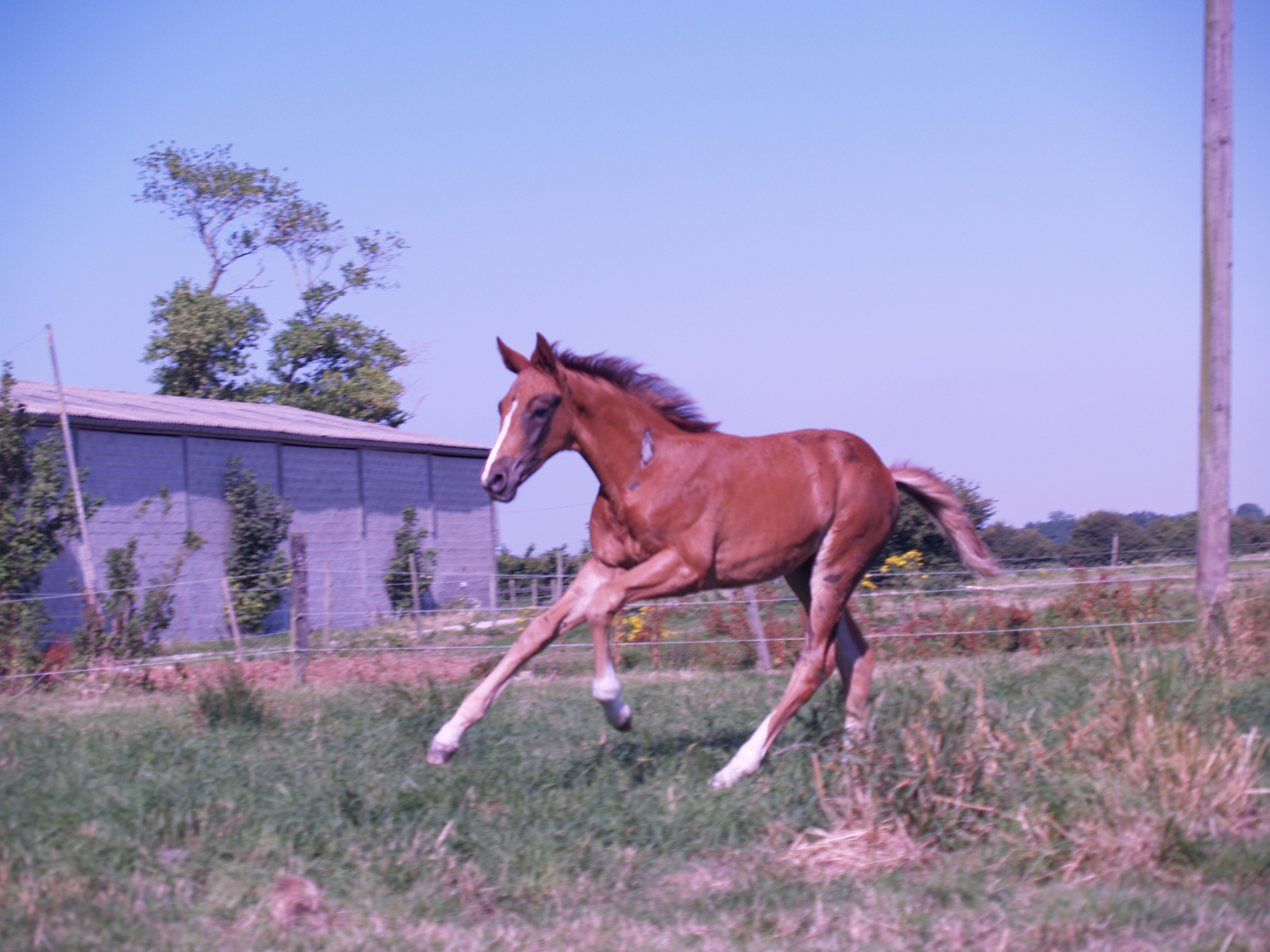 Galop : D