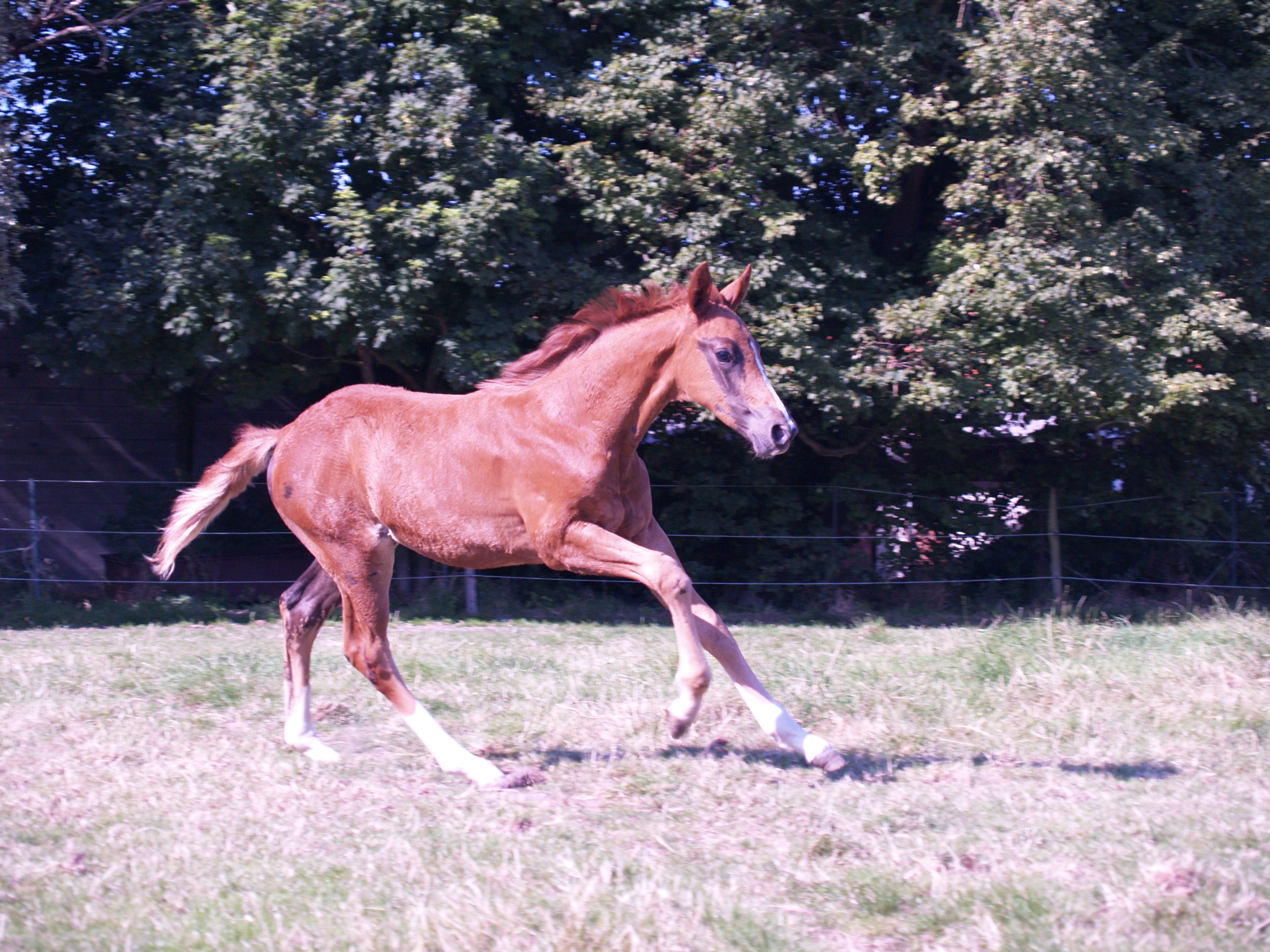 Galop : D 2