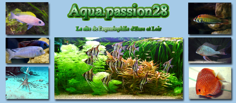 Aqua.passion28 080807122633287632354758