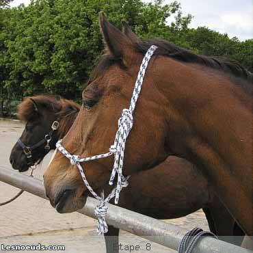 licol amÃ©ricain fini