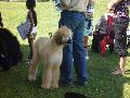 *PHOTO* Compétition canine du Temiskaming Mini_080814010953226192377146