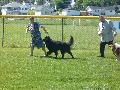 *PHOTO* Compétition canine du Temiskaming Mini_080814011118226192377158