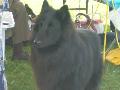 *PHOTO* Compétition canine du Temiskaming Mini_080814011201226192377163