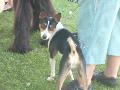 *PHOTO* Compétition canine du Temiskaming Mini_080814011234226192377174
