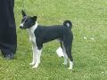*PHOTO* Compétition canine du Temiskaming Mini_080814011241226192377175