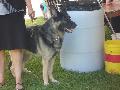 *PHOTO* Compétition canine du Temiskaming Mini_080814011257226192377177