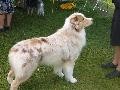 *PHOTO* Compétition canine du Temiskaming Mini_080814011307226192377178