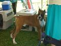 *PHOTO* Compétition canine du Temiskaming Mini_080814011508226192377190
