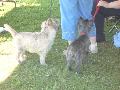 *PHOTO* Compétition canine du Temiskaming Mini_080814011516226192377191