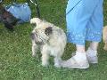 *PHOTO* Compétition canine du Temiskaming Mini_080814011524226192377192