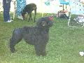 *PHOTO* Compétition canine du Temiskaming Mini_080814011555226192377195