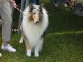 *PHOTO* Compétition canine du Temiskaming Mini_080814011625226192377198
